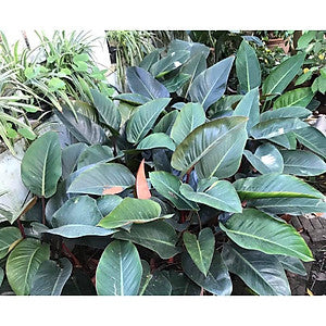 Cây Trầu Bà Đế Vương Bầu Chậu