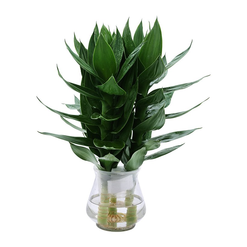 Cây Phát Lộc Thủy Canh