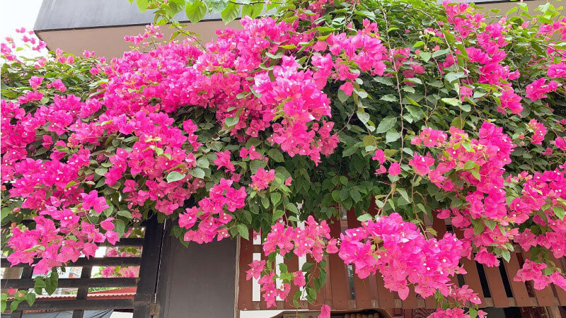 Cây Hoa Giấy Nhỡ
