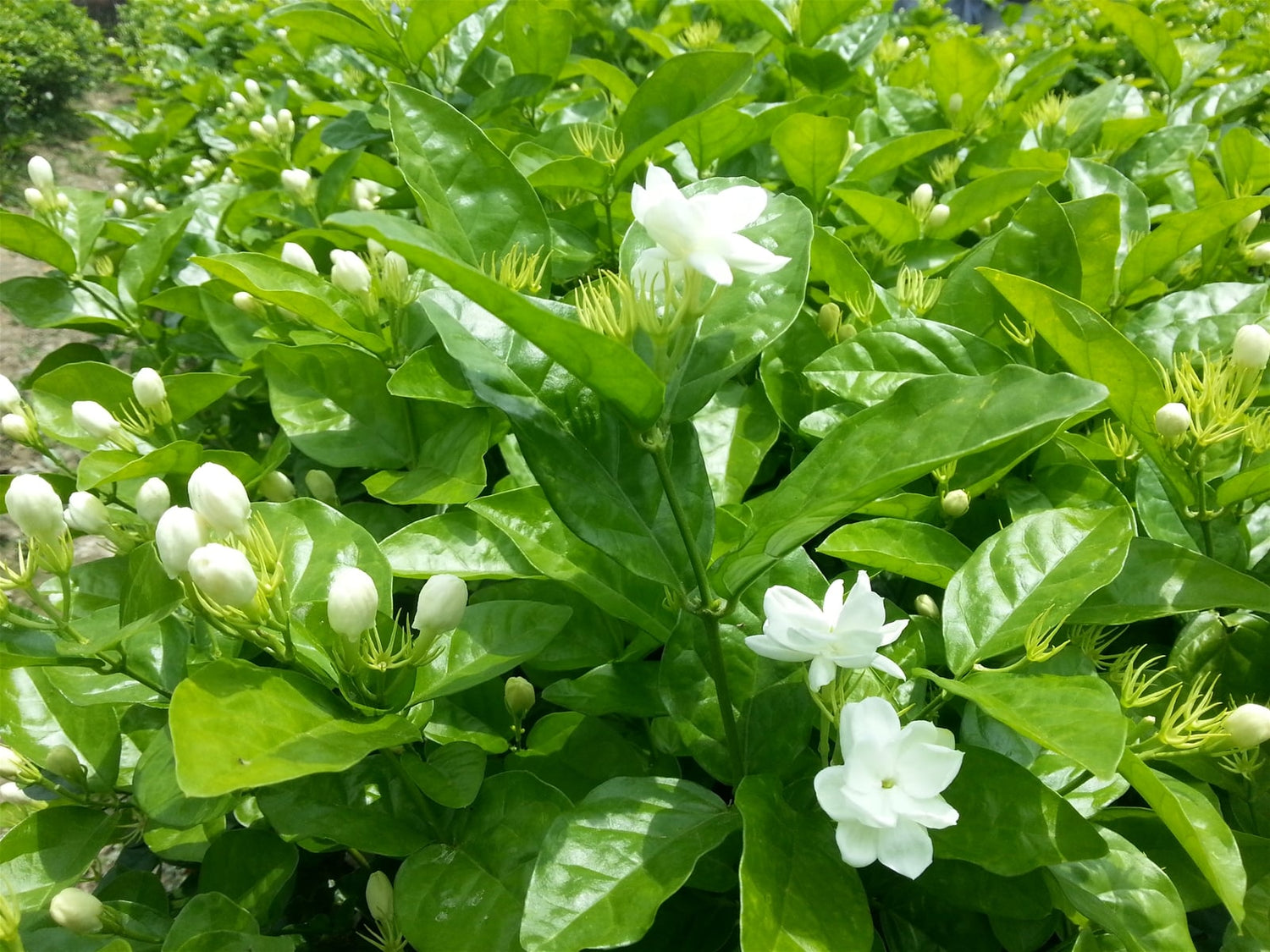 Cây Hoa Nhài Ta Chậu