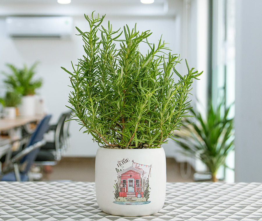 Cây Hương Thảo To