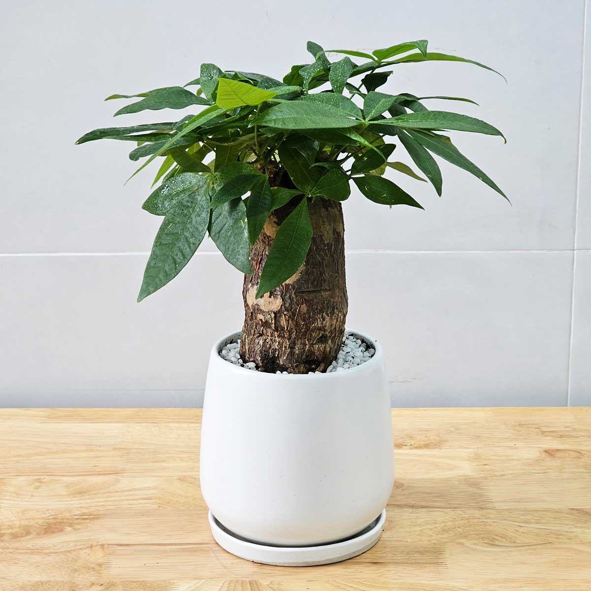 Cây Kim Ngân Thân To 1 Củ