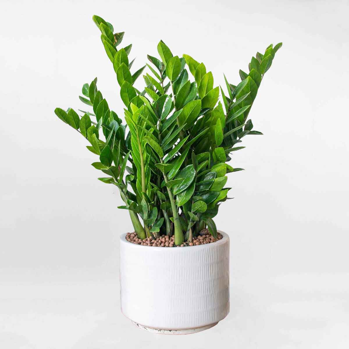 Cây Kim Tiền Để Bàn Nhỡ Lên Chậu