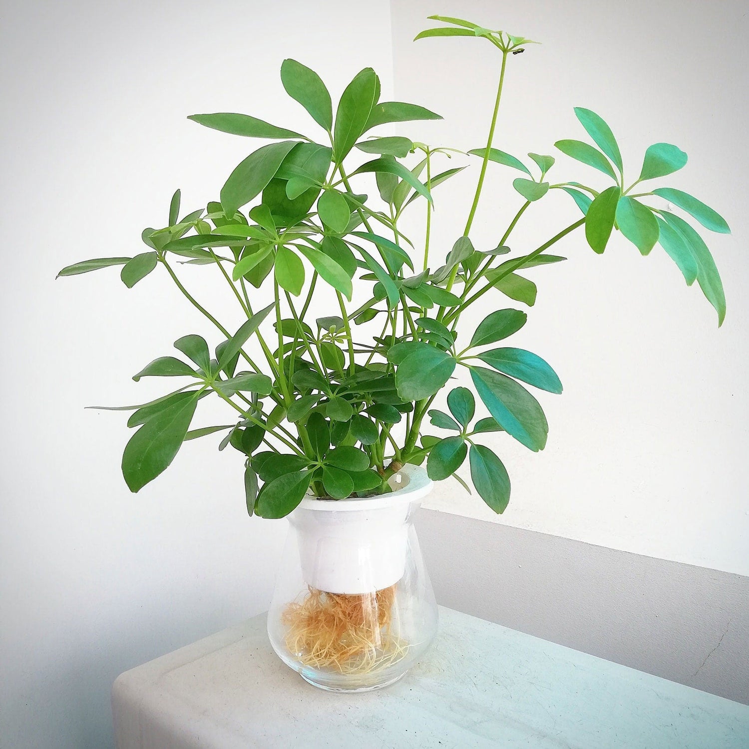 Cây Ngũ Gia Bì Thủy Canh