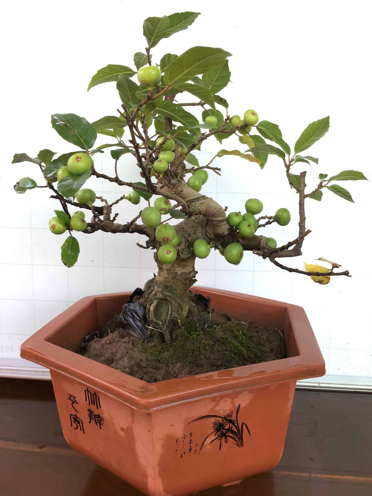 Cây Sung Bonsai Chậu Lớn