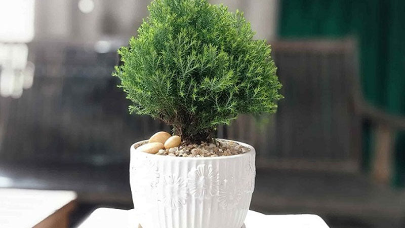 Cây Tùng Tuyết Bonsai