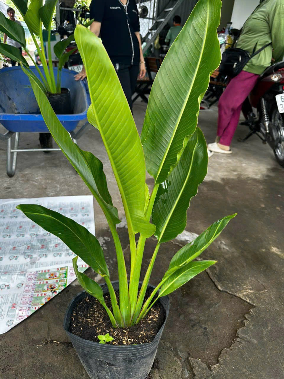 Cây Chuối Rẻ Quạt
