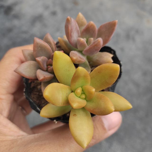 Cây Hoa Đá Bầu Nhỏ 3 Cây