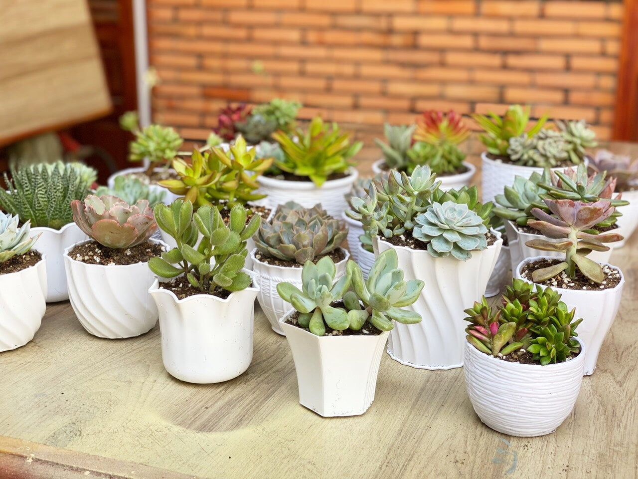 Cây Hoa Đá Chậu Sứ Nhỏ