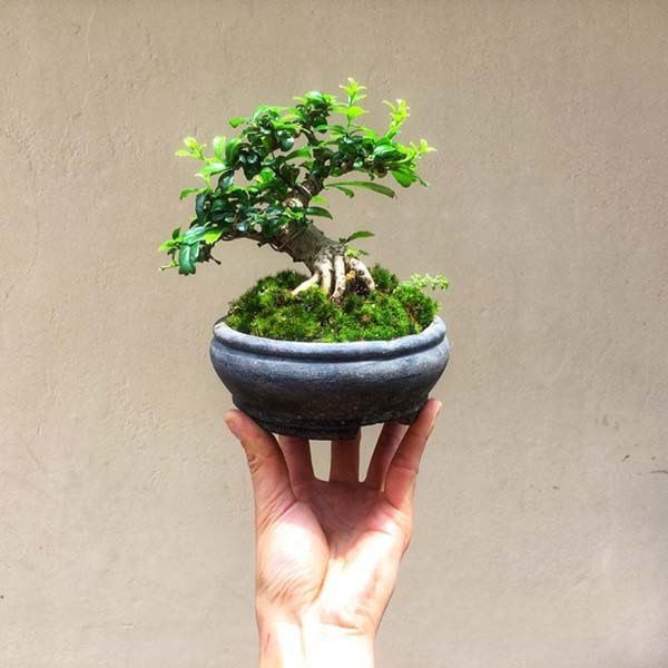 Chậu Cây Bonsai Để Bàn