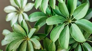 Cây Ngũ Gia Bì Chậu Bé