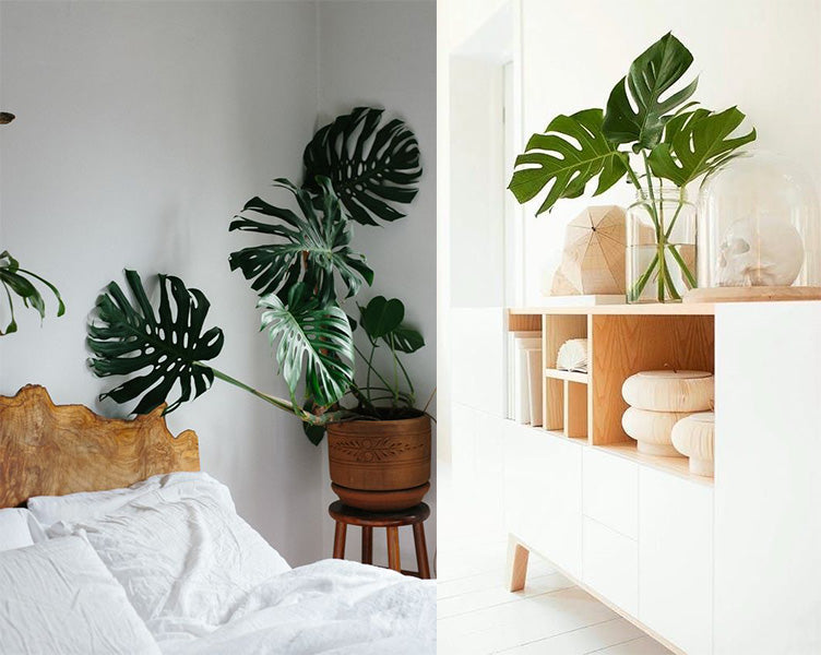 Cây Trầu Bà Nam Mỹ Chậu Bầu