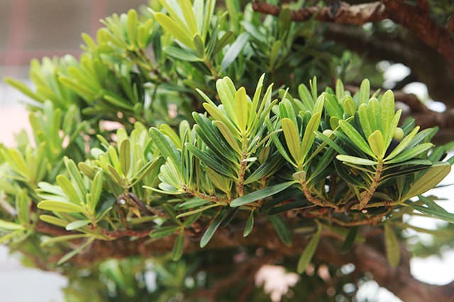 Cây Tùng La Hán Bonsai