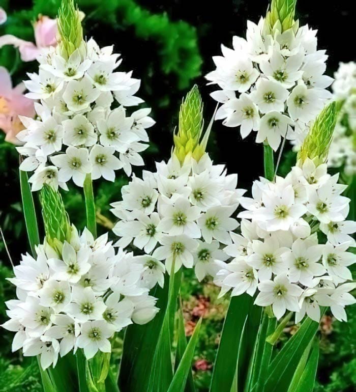 Cây Thiên Nga Mắt Ngọc